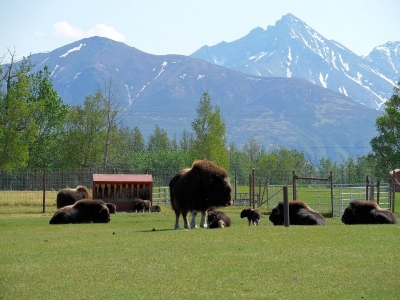 Moschusochsen Farm
