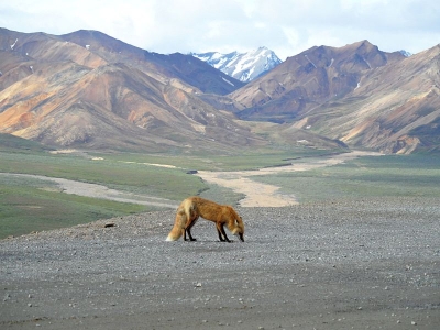Fuchs im Denali Nationalpark