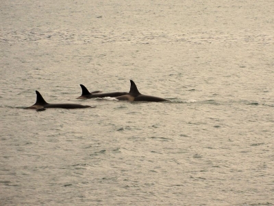 Orcas