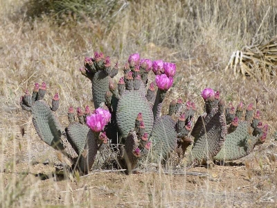 blühende Kaktusfeige