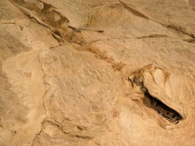 Dinosaur Nat'l Monument