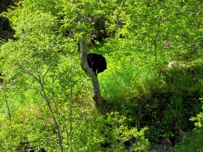 kletternder Schwarzbär