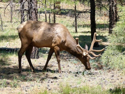 Wapiti Hirsch