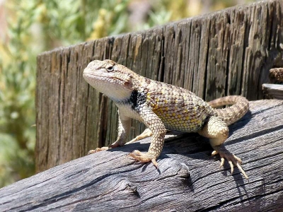 Wüstenstachelleguan