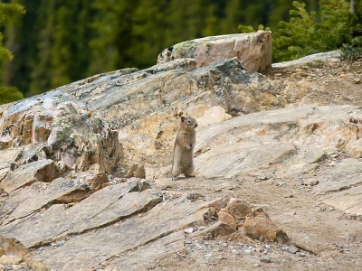 Chipmunk (Streifenhörnchen)